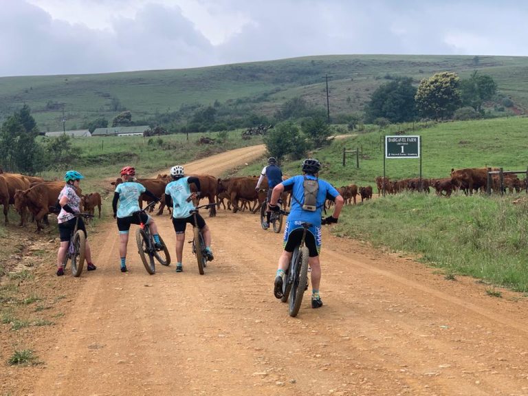 Davis cowsonroad 768x576