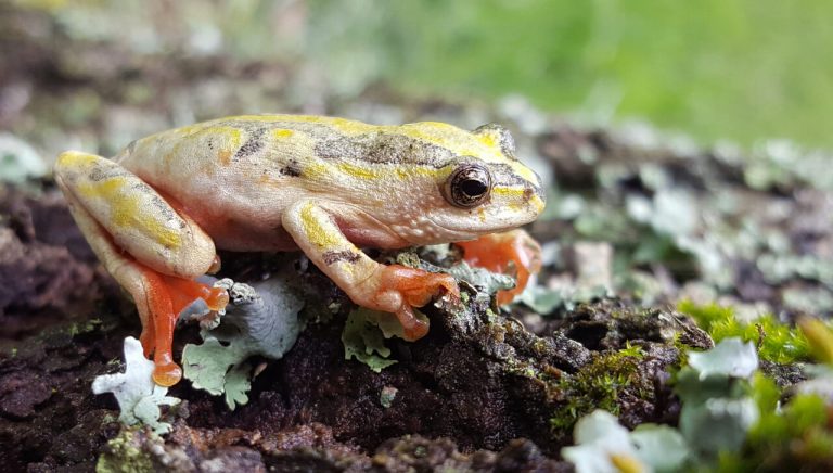 Painted Reed Frog 768x436