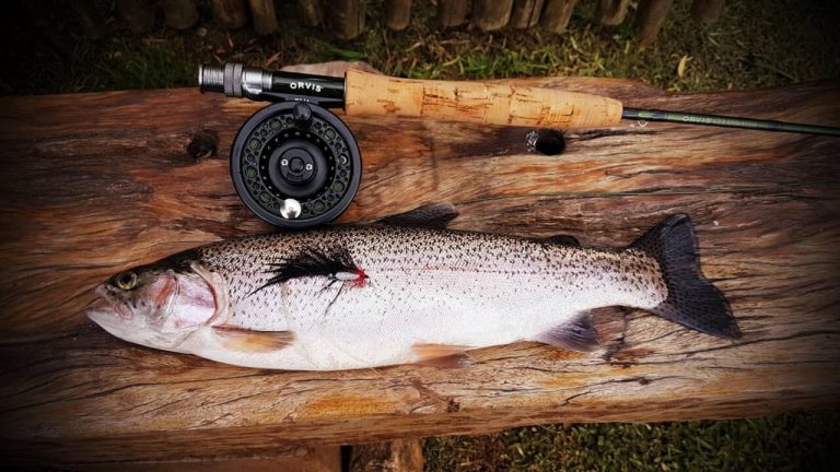 Rainbow Trout 768x432