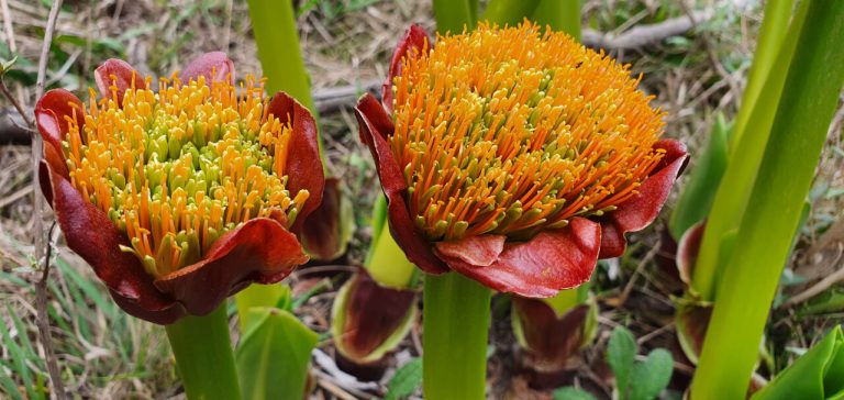 Veld Flowers 768x364